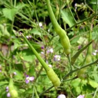 Rabanillos "Cola de rata" (Raphanus caudatus)...