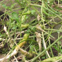 Rabanillos "Cola de rata" (Raphanus caudatus)...