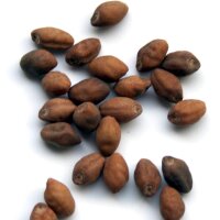 Xtabentún / Ololiuqui (Rivea corymbosa) semillas