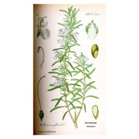 Romero (Rosmarinus officinalis) semillas