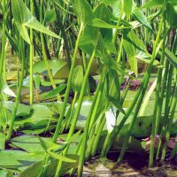 Flecha de agua, Saeta (Sagittaria sagittifolia) semillas