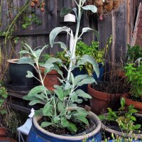 Salvia blanca (Salvia apiana) semillas