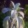 Salvia blanca (Salvia apiana) semillas