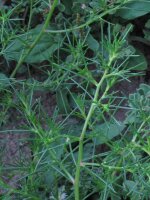 Barrilla (Salsola soda) semillas