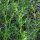 Barrilla (Salsola soda) semillas