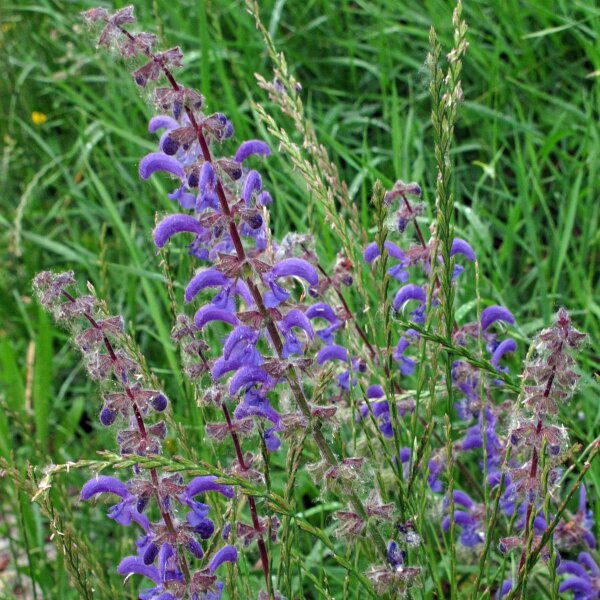 Gallocresta (Salvia pratensis) semillas