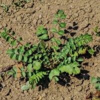 Pimpinela menor / algáfita (Sanguisorba minor)...