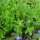 Esculetaria de Virginia (Scutellaria lateriflora) semillas