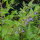 Esculetaria de Virginia (Scutellaria lateriflora) semillas
