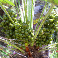 Palmito sabal (Serenoa repens) semillas