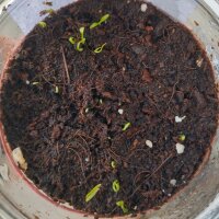 Escaravía / sisaro (Sium sisarum) semillas