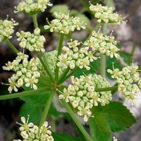 Apio caballar (Smyrnium olusatrum) semillas