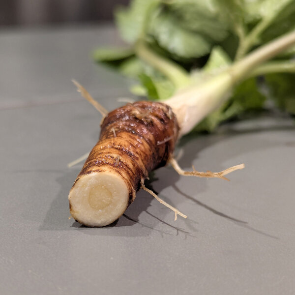 Apio caballar (Smyrnium olusatrum) semillas