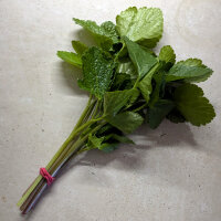 Apio caballar (Smyrnium olusatrum) semillas