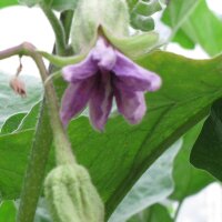 Berenjena griega Long Purple (Solanum melongena) semillas