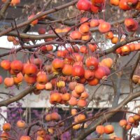 Serbal común (Sorbus domestica) semillas
