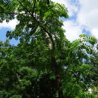 Serbal común (Sorbus domestica) semillas