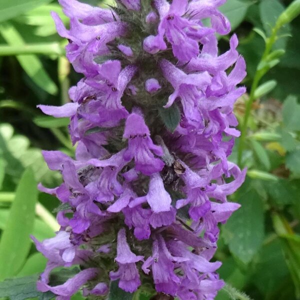 Betónica palustre (Stachys palustris) semillas