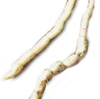 Betónica palustre (Stachys palustris) semillas