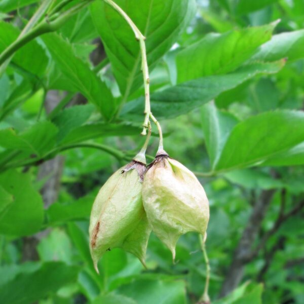 Piñón vejiga europeo (Staphylea pinnata) semillas
