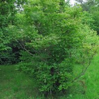 Piñón vejiga europeo (Staphylea pinnata) semillas
