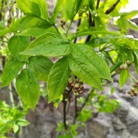 Piñón vejiga europeo (Staphylea pinnata) semillas
