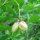 Piñón vejiga europeo (Staphylea pinnata) semillas