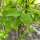 Piñón vejiga europeo (Staphylea pinnata) semillas
