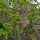 Piñón vejiga europeo (Staphylea pinnata) semillas