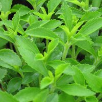 Stevia (Stevia rebaudiana) semillas