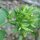 Stevia (Stevia rebaudiana) semillas