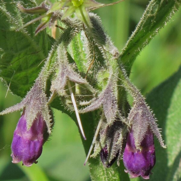 Consuelda (Symphytum officinale) semillas