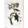 Consuelda (Symphytum officinale) semillas