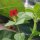 Guisante esparraguero (Tetragonolobus purpureus) semillas