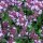 Tomillo de prado (Thymus pulegioides) semillas