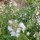 Tomillo de naranja (Thymus fragrantissimus) semillas