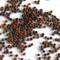 Tomillo (Thymus vulgaris) semillas