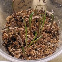 Salsifí común (Tragopogon porrifolius) semillas