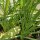 Salsifí común (Tragopogon porrifolius) semillas