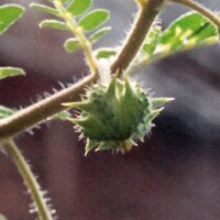 Abrojo de tierra (Tribulus terrestris) semillas