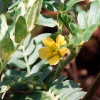 Abrojo de tierra (Tribulus terrestris) semillas