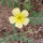 Abrojo de tierra (Tribulus terrestris) semillas