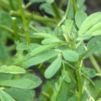 Alholva / Fenogreco (Trigonella foenum-graecum) semillas