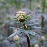 Valeriana medicinal (Valeriana officinalis) semillas