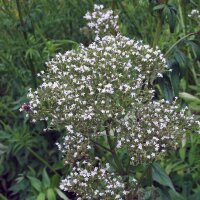 Valeriana medicinal (Valeriana officinalis) semillas