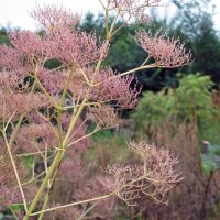 Valeriana medicinal (Valeriana officinalis) semillas