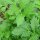 Valeriana medicinal (Valeriana officinalis) semillas