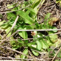 Canónigo silvestre (Valerianella locusta) semillas