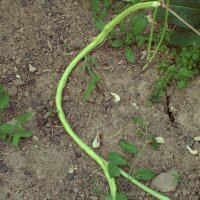 Judía de metro / Caupí (Vigna unguiculata) semillas