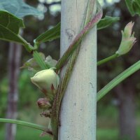 Judía de metro / Caupí (Vigna unguiculata) semillas